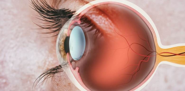 A side view of the structure of a human eye